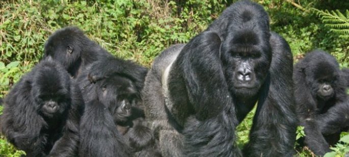 El Reino de los Gorilas