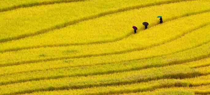 Raices de Vietnam, Sapa y Camboya