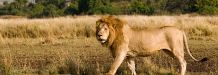 Oferta de Viaje a África e Índico  - Safari Kenia e Isla Zanzibar