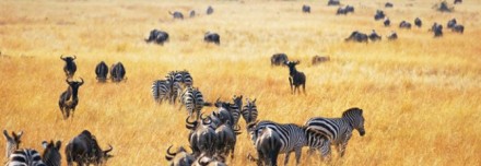 Oferta de Viaje a África e Índico  - Ruta Camión: El sueño de África