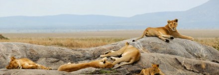 Oferta de Viaje a África e Índico  - Safari Nyota