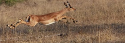 Oferta de Viaje a África e Índico  - Ruta de las Gacelas