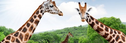 Oferta de Viaje a África e Índico  - Ruta Gran Trek