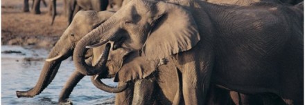 Oferta de Viaje a África e Índico  - Gran Zimbawe
