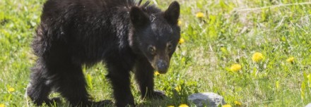 Oferta de Viaje a América del Norte y Canadá  - Canada: Rocosas con Crucero por Alaska