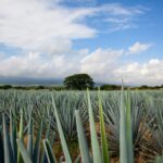 alfonso betancourt johco0 5xbm unsplash