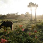 alice kotlyarenko s6qzefdkj4m unsplash