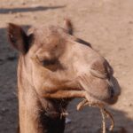 animals 2845526 960 720