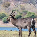 antelope 7432253 1280