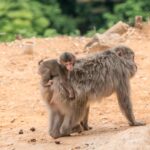 arashiyama 1437262 1280