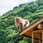 arashiyama 1437275 1280