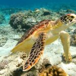 aria bima l0r0tx8e4yy unsplash