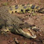 botswana 2692421 1280