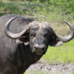 buffalo 1043274 1280