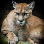 cesar-badilla-miranda--49xNEkxobk-unsplash