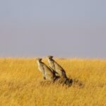 cheetah 7457219 1280