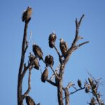 chobe national park 5132386 1280