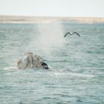 cristian tarzi mrogeypwequ unsplash