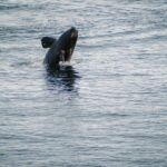 cristian tarzi wfwqxgybldo unsplash