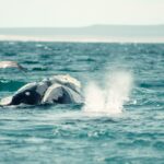 cristian tarzi xu u88dvmp4 unsplash