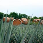 danica hennig ykgniseib8w unsplash