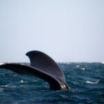 domie sharpin 53qsuu nacy unsplash