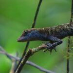 dulce wilson rxntjracdje unsplash