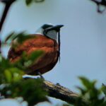 dulce wilson wf4bmhe gbw unsplash