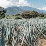 dylan freedom dkcopnqr64y unsplash