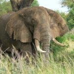 elephant 2064245 1280