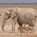 elephant 2451785 1280