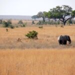 elephant 3981226 1280