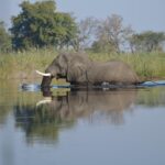 elephant 4390350 1280