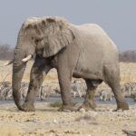 elephant 700826 960 720