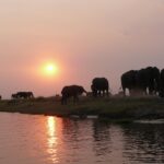 elephants 334454 1280