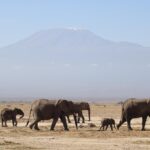 elephants 7533479 1280