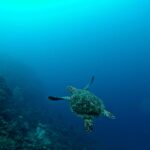 erin-simmons-031Squ03RLk-unsplash