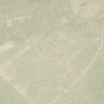 falco negenman mlurwgeprio unsplash