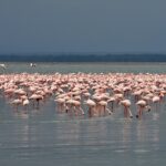 flamingo 3816811 1280