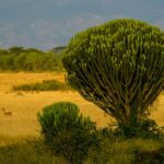 francesco ungaro 8lop69ilkf8 unsplash