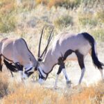 gemsbok 4175796 1280