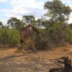 giraffe 3606638 1280