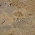 giraffes 1681280 1280