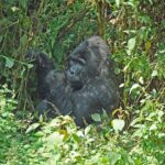 gorilla 1403650 1280