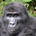 gorilla 3928903 1280