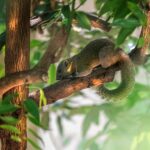 grey bellied squirrel 7018300 1280