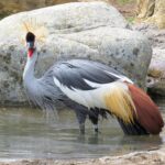 grey crowned crane 1502935 1280