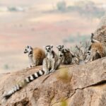 guillermo suarez p7 8wfzjygg unsplash