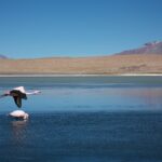 julie-ricard-b_F9jRYkswc-unsplash