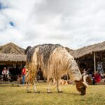 junior moran br63yjaq790 unsplash